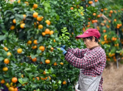 四川南充：粮食丰 财产兴 村落美