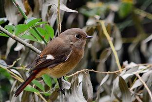 荆棘鸟在线观看,在线观看，探寻爱与牺牲的永恒旋律